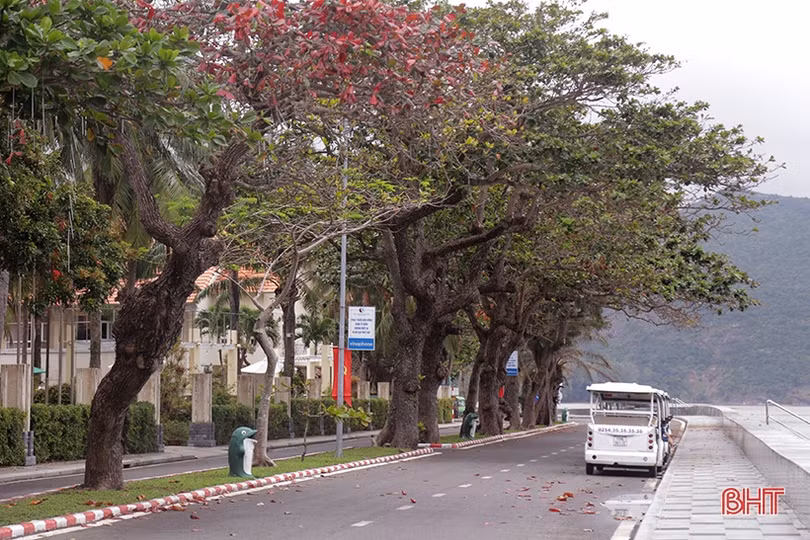 Ngắm những “cụ bàng” di sản nơi đất thiêng Côn Đảo