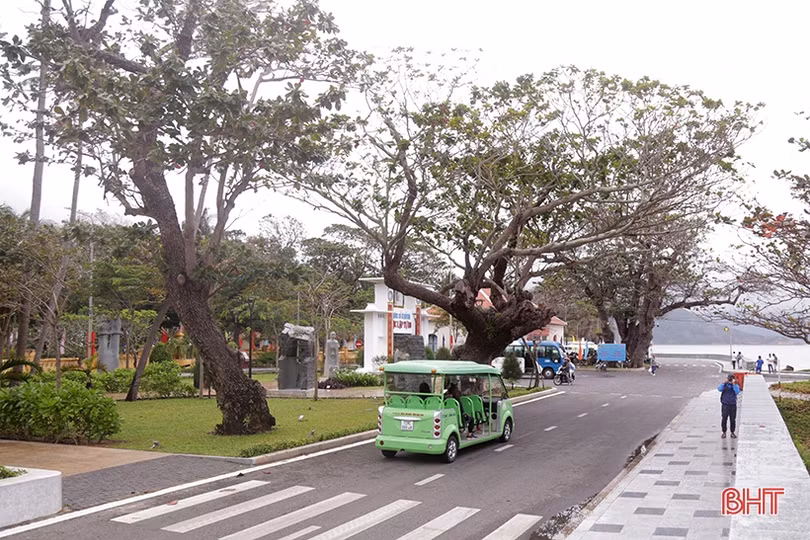 Ngắm những “cụ bàng” di sản nơi đất thiêng Côn Đảo