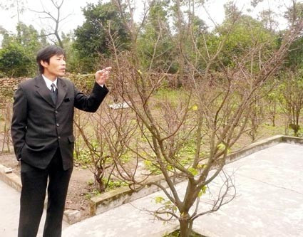 Một người khách đang tham quan vườn mai của anh Nguyễn Viết Xuân