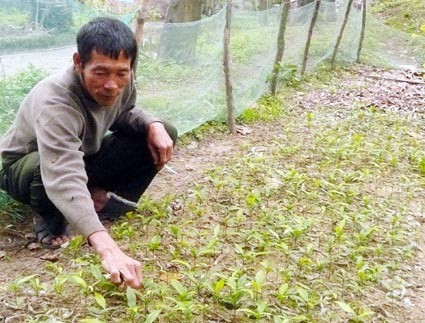 Ông Bùi Xuân Hợp đang chăm sóc vườn mai giống