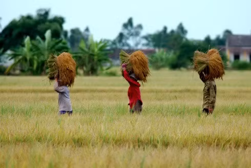 Cây đa, bến nước, mái đình luôn là hình ảnh thân thương của nông thôn Việt Nam. Giếng làng thường là nơi giặt giũ, rửa chân tay của người dân. Con trâu đi trước, cái cày theo sau. Chồng cày, vợ cấy con trâu đi bừa. Một buổi sáng trên cánh đồng vào mùa gieo cấy. Trẻ em theo bố ra đồng. Hàng quán với nước chè xanh, kẹo dồi, kẹo vừng, kẹo lạc. Những ngôi nhà tầng đã mọc lên nhiều hơn những nhà mái ngói hay nhà tranh vách đất, ba gian. Mùa gặt, lúa chín vàng rộ. Chở lúa về nhà. Trẻ giúp mẹ cào thóc. Tát vét, bắt tôm cá. Sẩy thóc trong ánh hoàng hôn. Giúp bạn học bài.