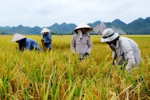 Cây đa, bến nước, mái đình luôn là hình ảnh thân thương của nông thôn Việt Nam. Giếng làng thường là nơi giặt giũ, rửa chân tay của người dân. Con trâu đi trước, cái cày theo sau. Chồng cày, vợ cấy con trâu đi bừa. Một buổi sáng trên cánh đồng vào mùa gieo cấy. Trẻ em theo bố ra đồng. Hàng quán với nước chè xanh, kẹo dồi, kẹo vừng, kẹo lạc. Những ngôi nhà tầng đã mọc lên nhiều hơn những nhà mái ngói hay nhà tranh vách đất, ba gian. Mùa gặt, lúa chín vàng rộ. Chở lúa về nhà. Trẻ giúp mẹ cào thóc. Tát vét, bắt tôm cá. Sẩy thóc trong ánh hoàng hôn. Giúp bạn học bài.