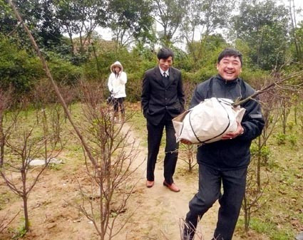 anh Đức ở TP Hà Tĩnh đã chọn mua một cây về chưng tết