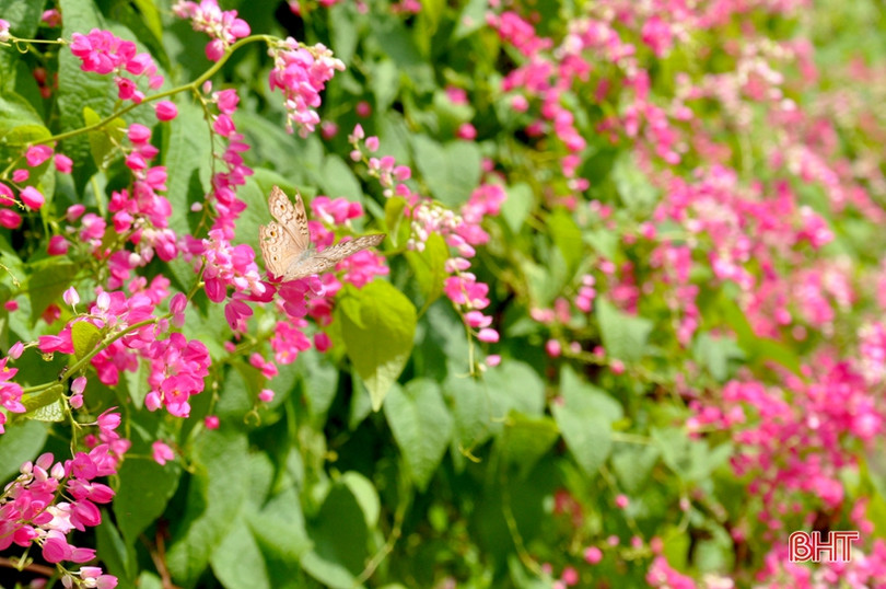 Đẹp ngỡ ngàng những bức tường hoa tigôn trên đường làng Hà Tĩnh