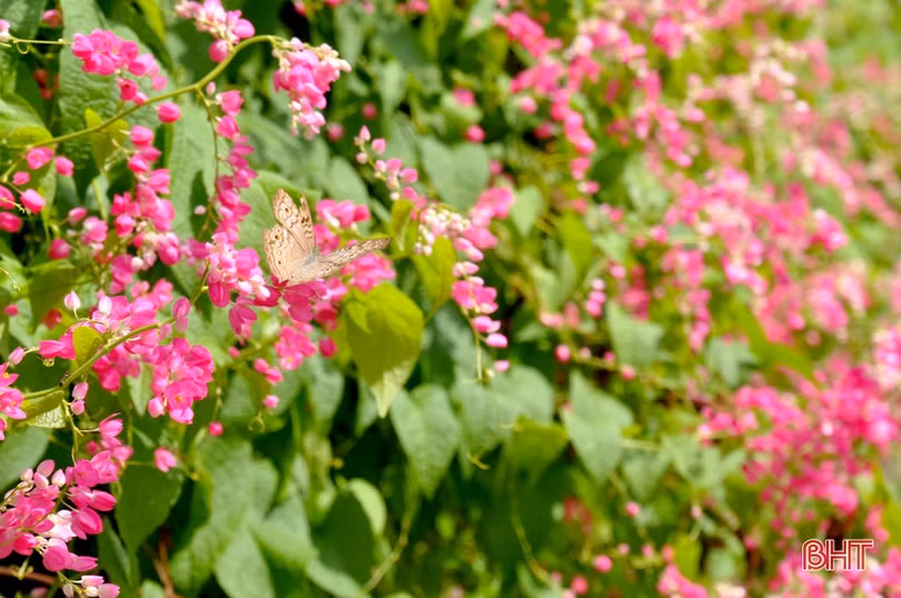 Đẹp ngỡ ngàng những bức tường hoa tigôn trên đường làng Hà Tĩnh