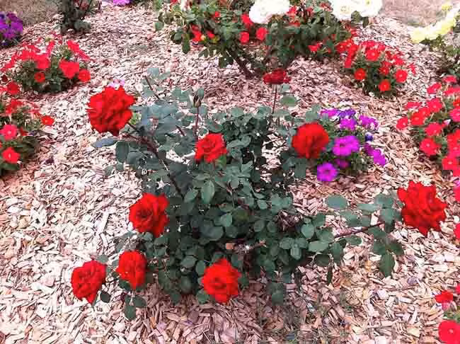 8 cách đuổi côn trùng khỏi nhà nhanh chóng