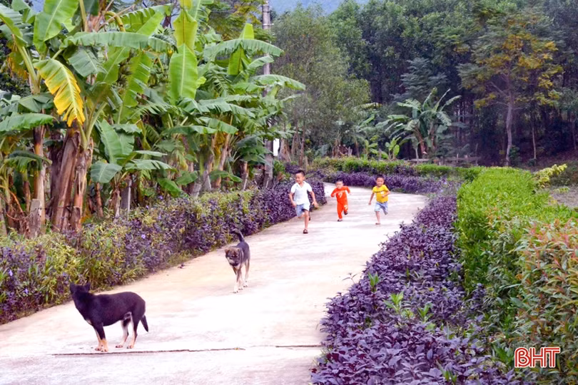 Người dân xã miền núi Hà Tĩnh đội mưa phủ kín hàng rào xanh