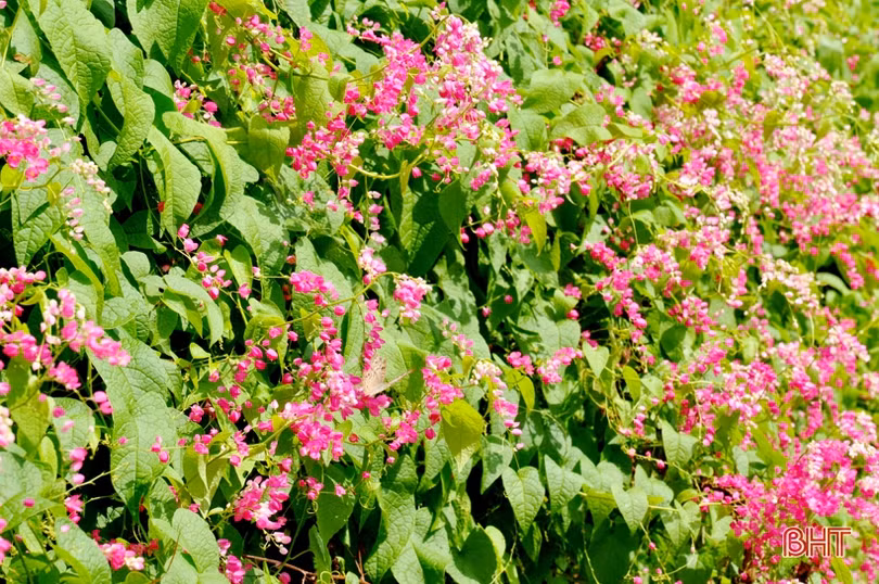 Đẹp ngỡ ngàng những bức tường hoa tigôn trên đường làng Hà Tĩnh