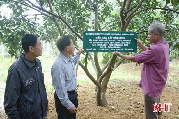 Hà Tĩnh xác nhận 30 cây bưởi Phúc Trạch đầu dòng