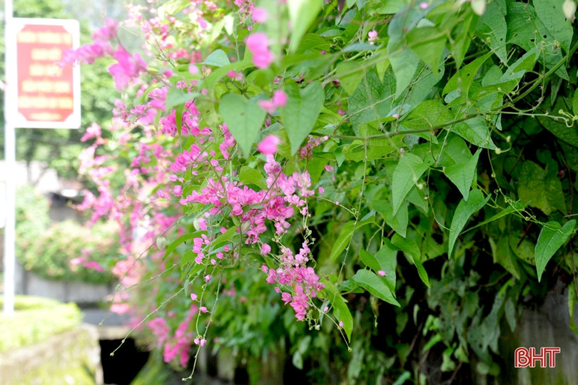 Đẹp ngỡ ngàng những bức tường hoa tigôn trên đường làng Hà Tĩnh