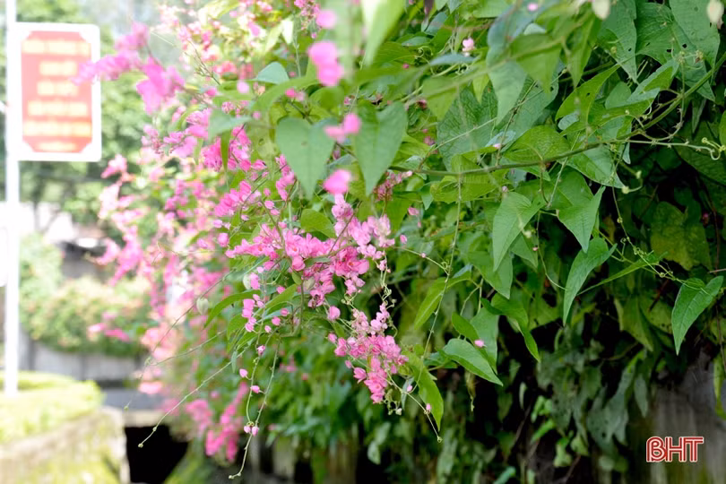 Đẹp ngỡ ngàng những bức tường hoa tigôn trên đường làng Hà Tĩnh