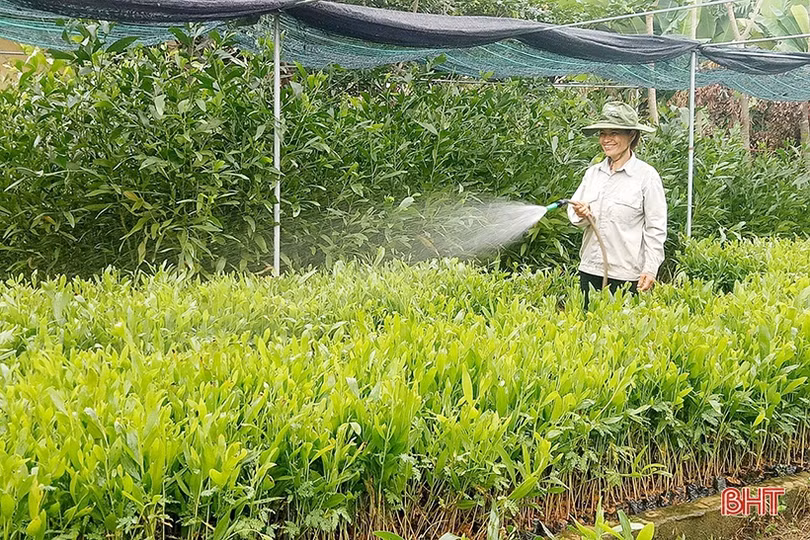 Dự án “Thêm cây” giúp nông dân miền núi Hà Tĩnh phát triển kinh tế rừng, cải thiện sinh kế