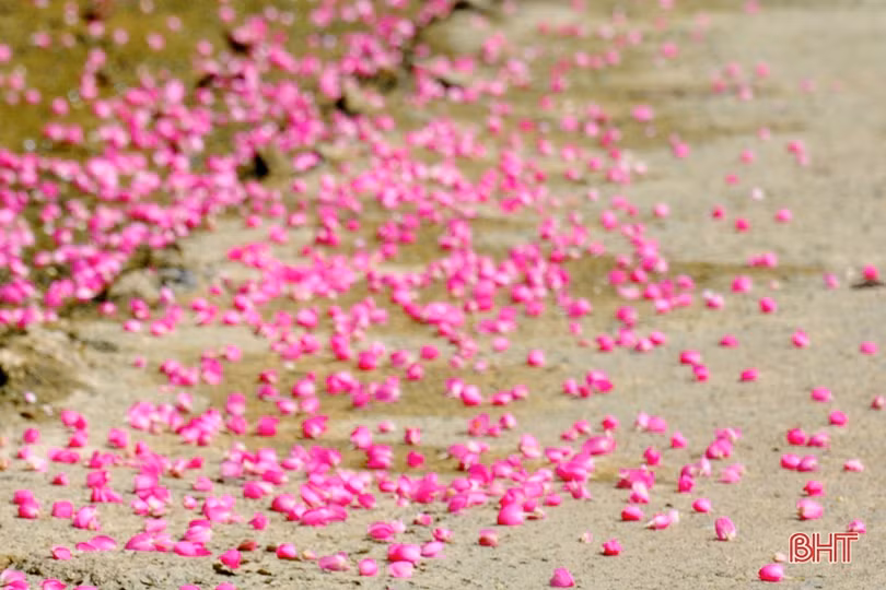 Đẹp ngỡ ngàng những bức tường hoa tigôn trên đường làng Hà Tĩnh