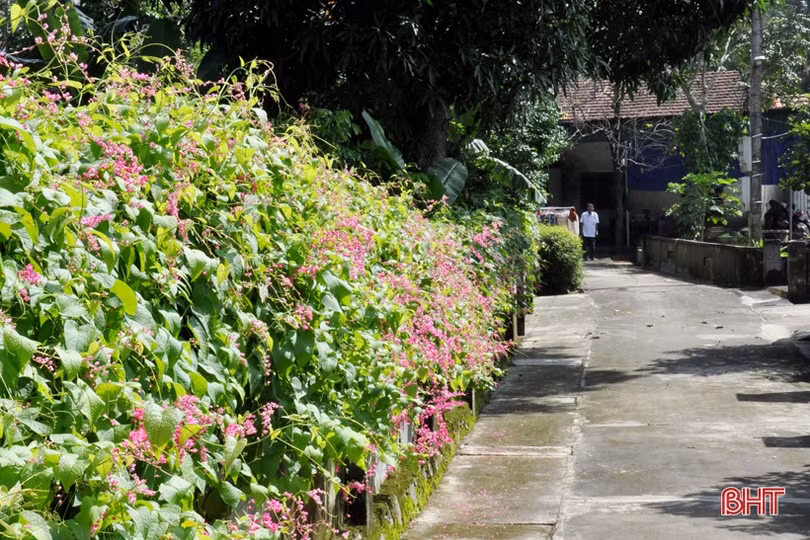 Đẹp ngỡ ngàng những bức tường hoa tigôn trên đường làng Hà Tĩnh