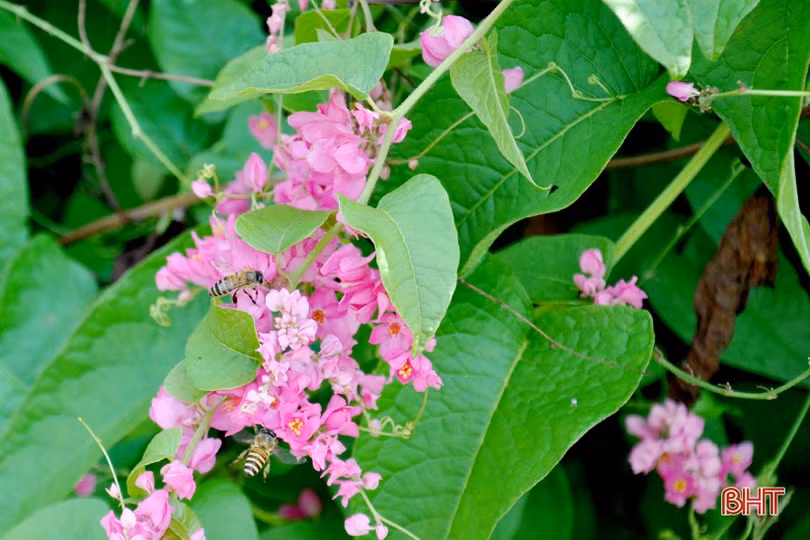 Đẹp ngỡ ngàng những bức tường hoa tigôn trên đường làng Hà Tĩnh