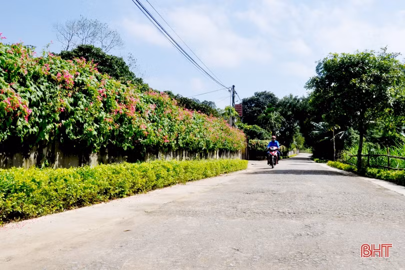 Đẹp ngỡ ngàng những bức tường hoa tigôn trên đường làng Hà Tĩnh