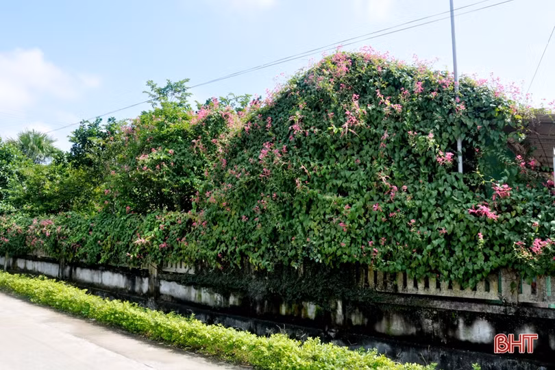 Đẹp ngỡ ngàng những bức tường hoa tigôn trên đường làng Hà Tĩnh