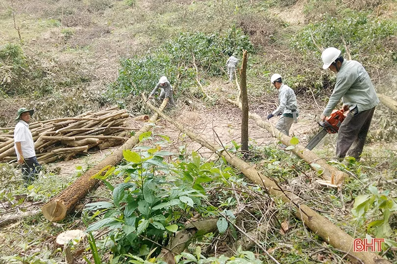 Dự án “Thêm cây” giúp nông dân miền núi Hà Tĩnh phát triển kinh tế rừng, cải thiện sinh kế