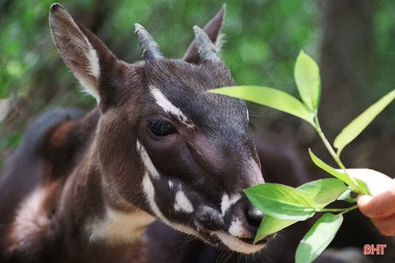 "Kỳ lân châu Á" được phát hiện ở Vườn Quốc gia Vũ Quang năm nào?