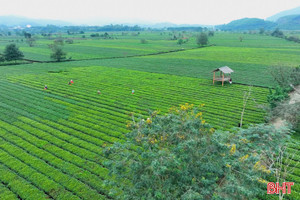 Làng chè Sơn Kim 2 - điểm du lịch "níu chân" du khách