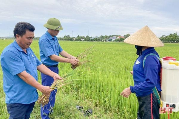 Khoảng 227 tấn thuốc bảo vệ thực vật hóa học được sử dụng mỗi năm