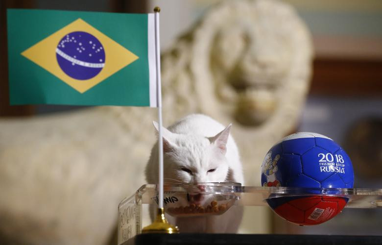 Những nhà tiên tri động vật ở World Cup 2018