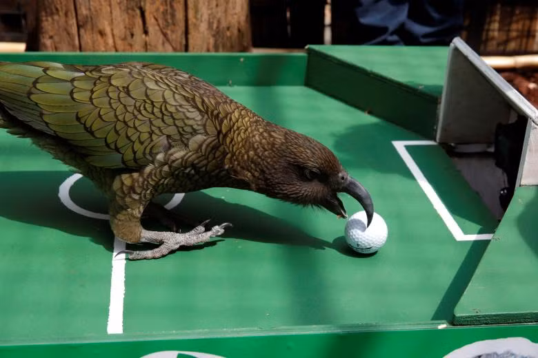 Những nhà tiên tri động vật ở World Cup 2018