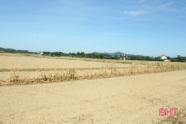 Chậm thời vụ, nhiều diện tích cây trồng cạn ở Hương Sơn nguy cơ bỏ hoang