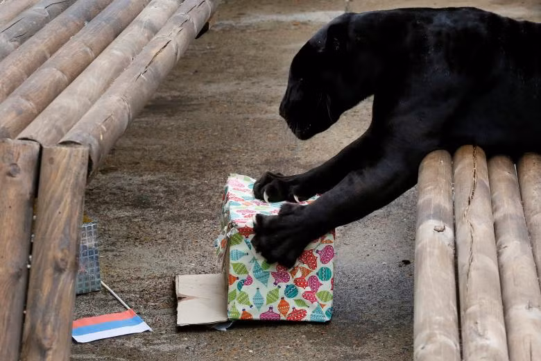 Những nhà tiên tri động vật ở World Cup 2018