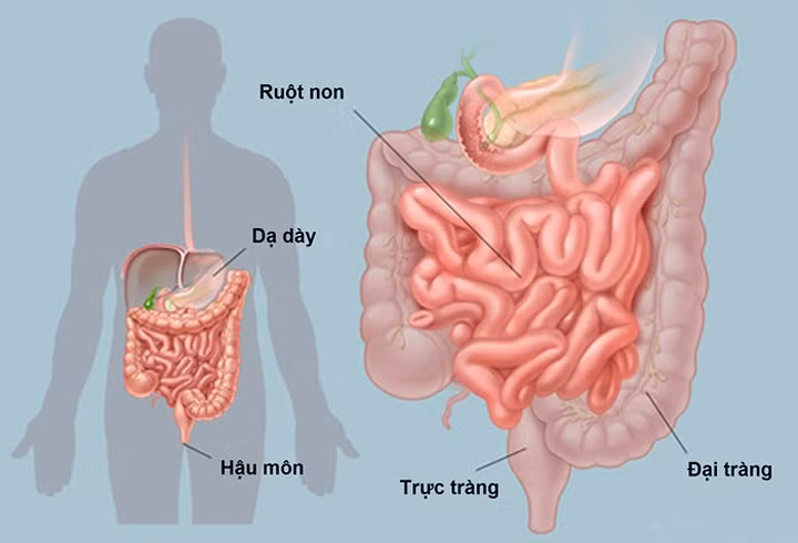 Chất xơ ảnh hưởng với cơ thể chúng ta như thế nào