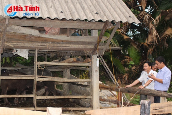 LMLM bùng phát ở Hương Giang, 41 con gia súc mắc bệnh ảnh 1