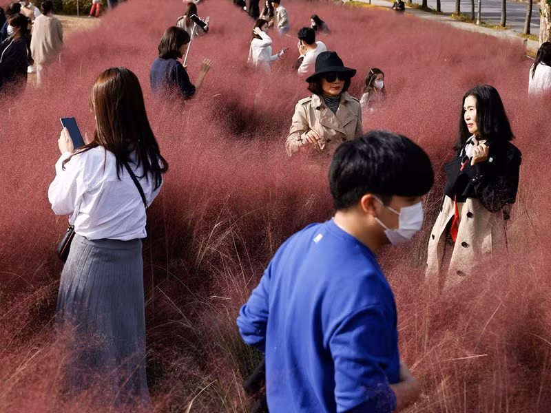 Đồng cỏ hồng lãng mạn, hút khách tham quan ở Hàn Quốc