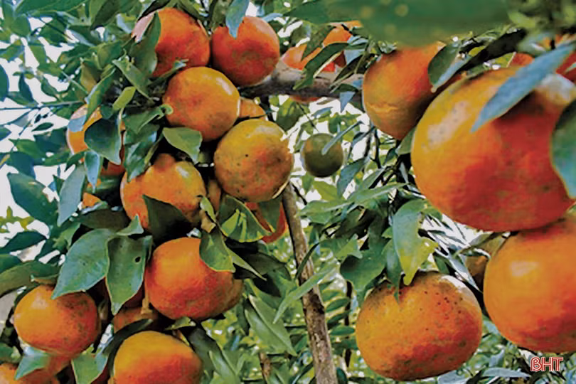 Dấu ấn học tập và làm theo gương Bác ở Hương Sơn