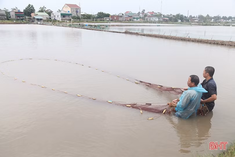 Người dân Hà Tĩnh tất bật bảo vệ ao đầm, lồng bè thủy sản trước bão số 7