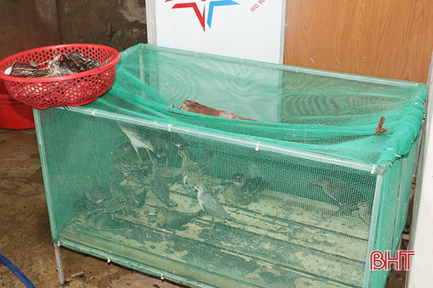 Thu giữ gần 200 kg thịt chim trời ở Đức Thọ và Can Lộc