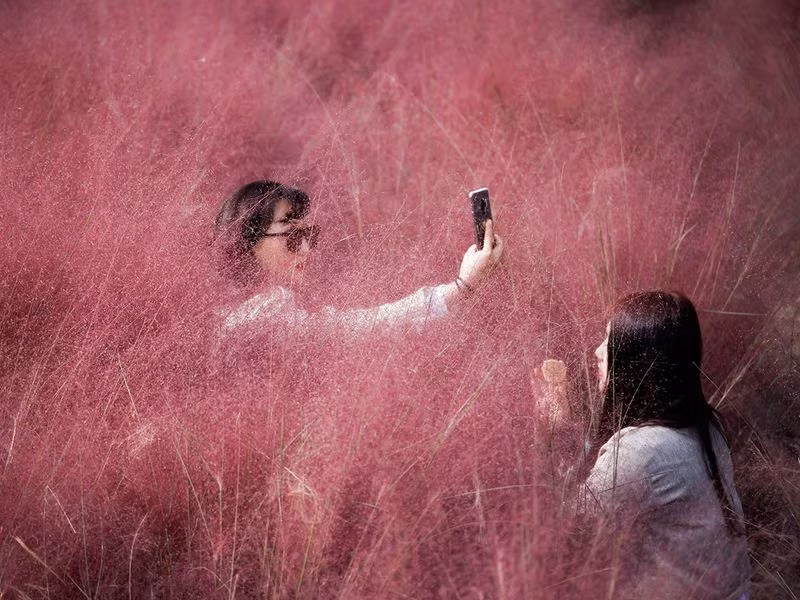 Đồng cỏ hồng lãng mạn, hút khách tham quan ở Hàn Quốc