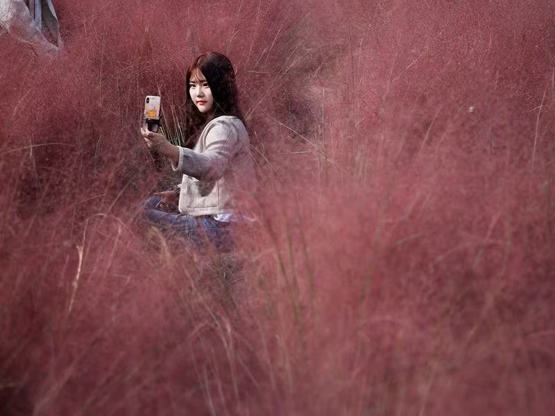 Đồng cỏ hồng lãng mạn, hút khách tham quan ở Hàn Quốc