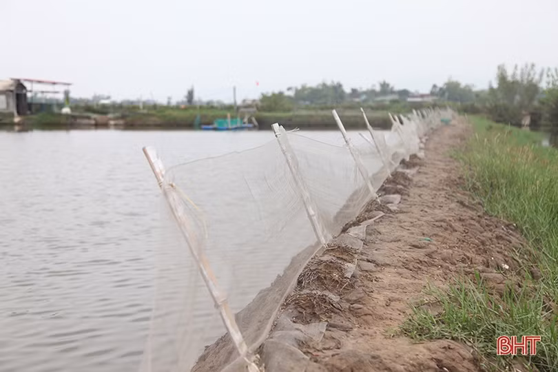 Người dân Hà Tĩnh tất bật bảo vệ ao đầm, lồng bè thủy sản trước bão số 7