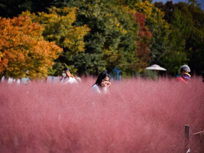 Đồng cỏ hồng lãng mạn, hút khách tham quan ở Hàn Quốc