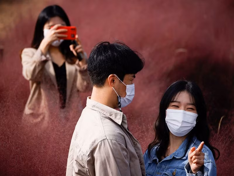 Đồng cỏ hồng lãng mạn, hút khách tham quan ở Hàn Quốc