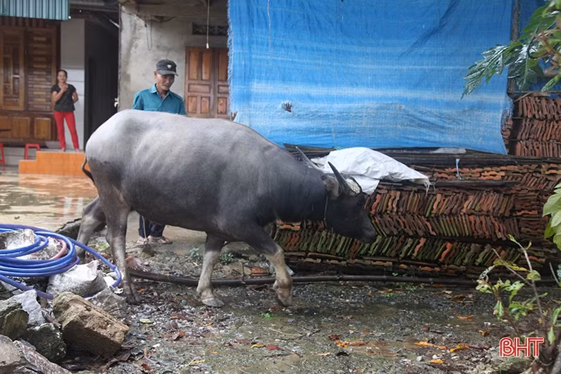 Người dân Hương Khê sẵn sàng “sống chung với lũ”