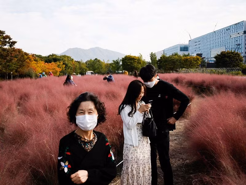 Đồng cỏ hồng lãng mạn, hút khách tham quan ở Hàn Quốc