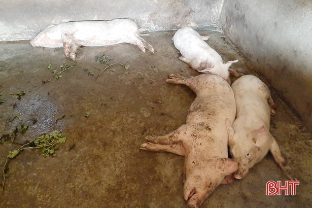 Người chăn nuôi Hà Tĩnh thiết lập “rào chắn” an toàn trước dịch tả lợn châu Phi
