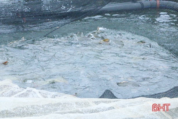 Vũ Quang nuôi thí điểm hơn 13.600 con cá giống trong lòng hồ Ngàn Trươi