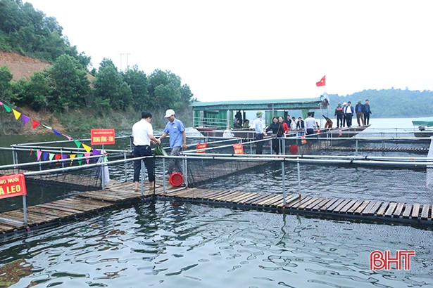 Vũ Quang nuôi thí điểm hơn 13.600 con cá giống trong lòng hồ Ngàn Trươi