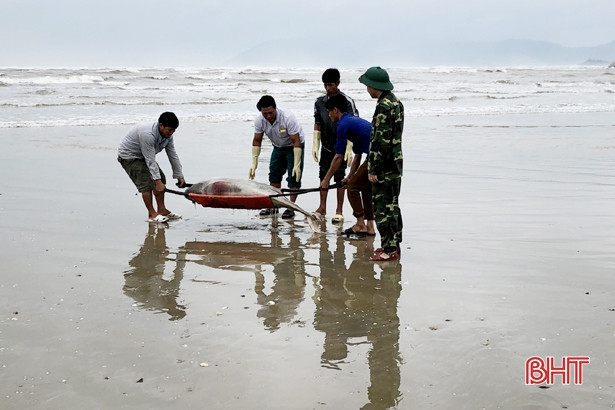Phát hiện xác cá voi trôi dạt bờ biển thị xã Kỳ Anh