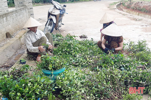 Nông dân Hà Tĩnh thi đua mừng ngày truyền thống, Đại hội Đảng bộ tỉnh