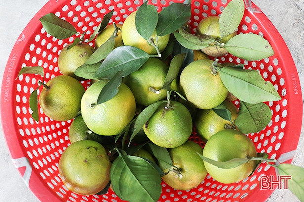 Ngọt thơm cam Nam Điền! ảnh 7 Ngọt thơm cam Nam Điền!