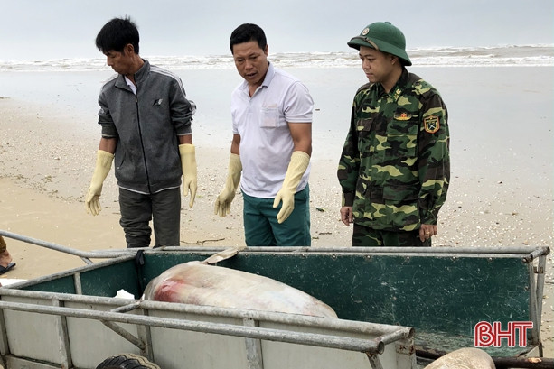 Phát hiện xác cá voi trôi dạt bờ biển thị xã Kỳ Anh
