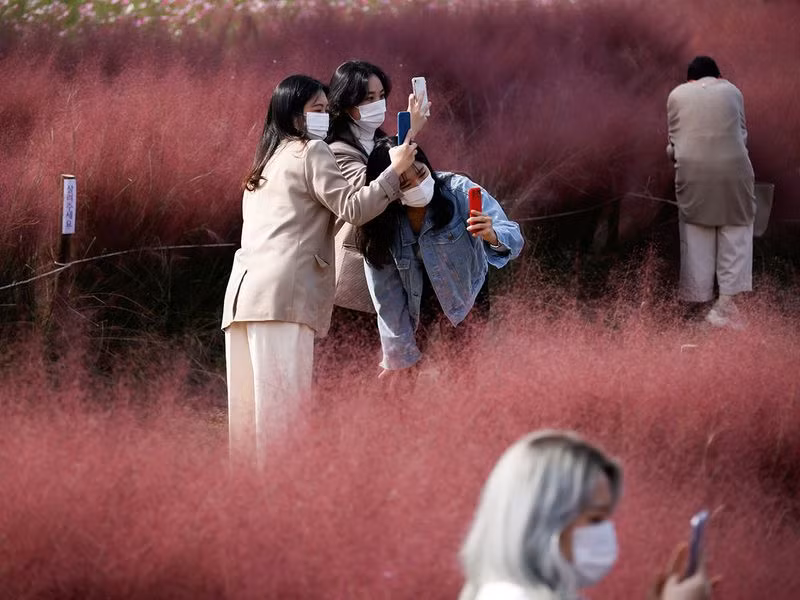 Đồng cỏ hồng lãng mạn, hút khách tham quan ở Hàn Quốc